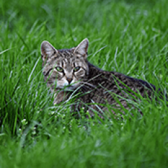 Morsure de tique chat
